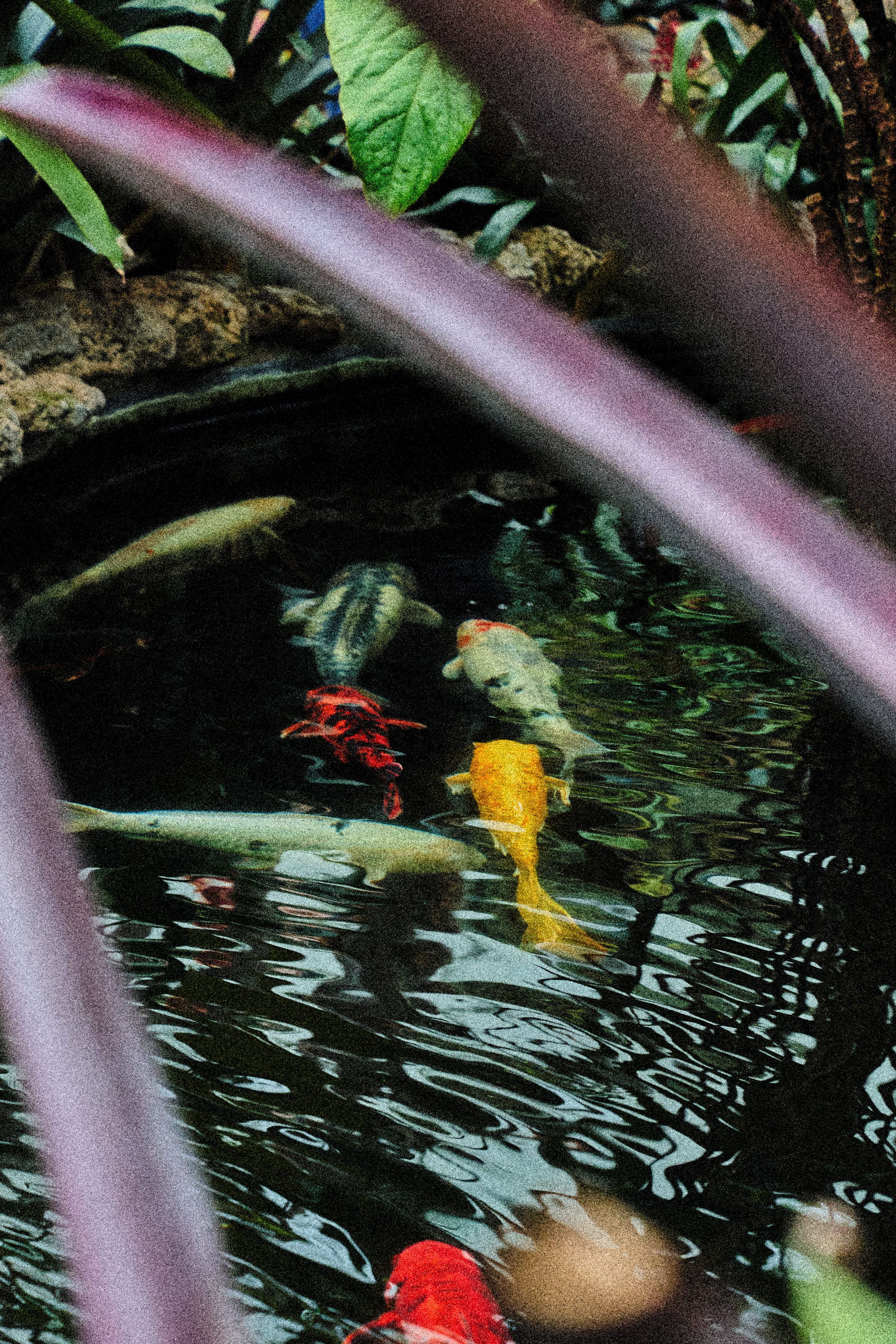 Koi Pond