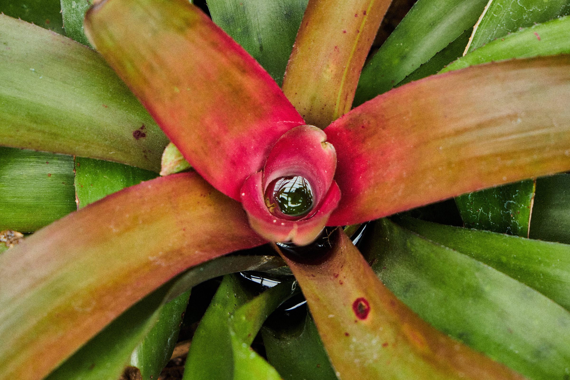 Plant close up